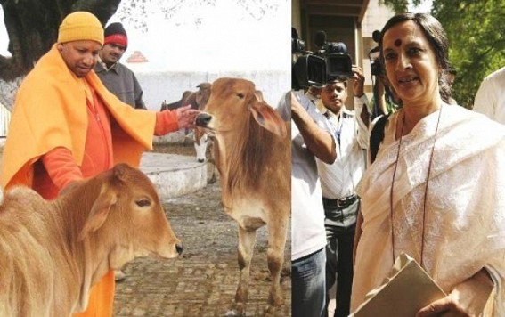 Brinda Karat wishes to be a 'Cow' at UP : But no condemnation for BSF Officer's murder in Tripura by Cow Smugglers Brinda Karat wishes to be a 'Cow' at UP : But no condemnation for BSF Officer's murder in Tripura by Cow Smugglers